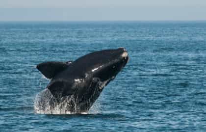 Baleine noire de l’Atlantique Nord (Eubalaena glacialis) sautant dans la baie de Fundy, Nouveau-Brunswick, Canada. / Crédit : Nick Hawkins